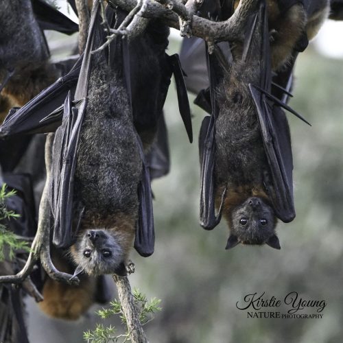 Flying Foxes 3