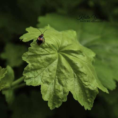 Beetle on Geranium Leaf