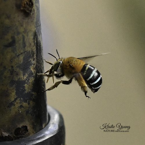 Blue-banded Bee