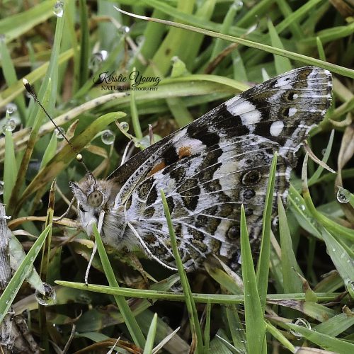 Butterfly 1