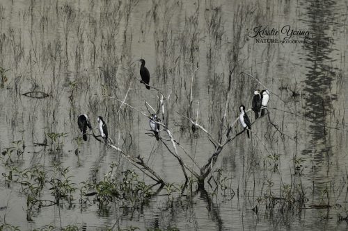 Cormorants at Lake Wivenhoe