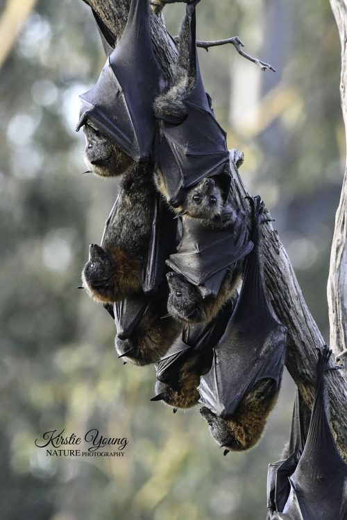 Flying Foxes 1 (Award Winner)
