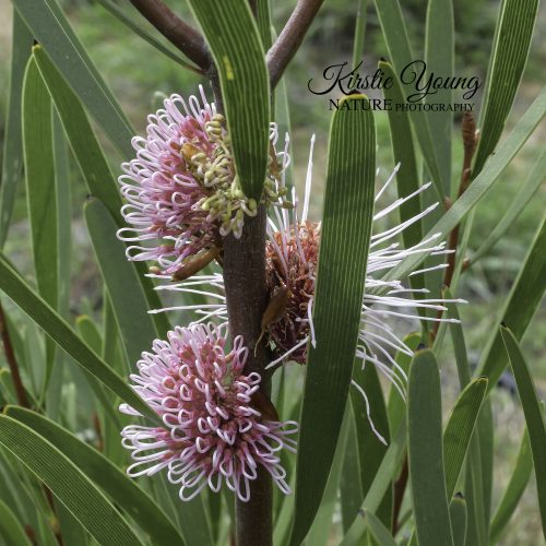 Hakea Flowers 1