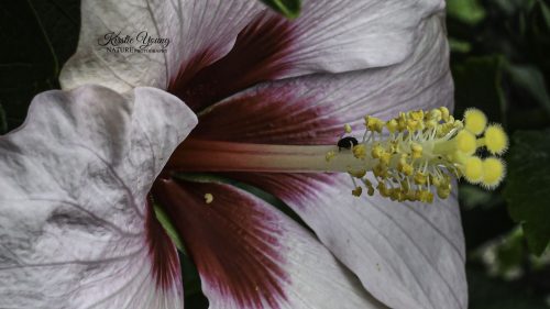 Hibiscus Pink 1