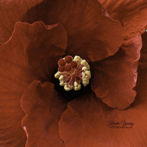 Hibiscus Red 1