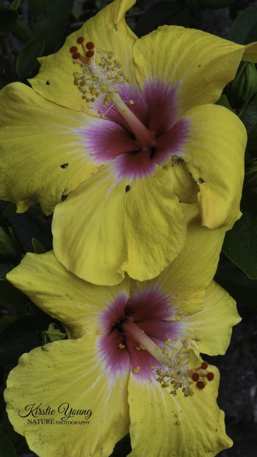 Hibiscus Yellow 2