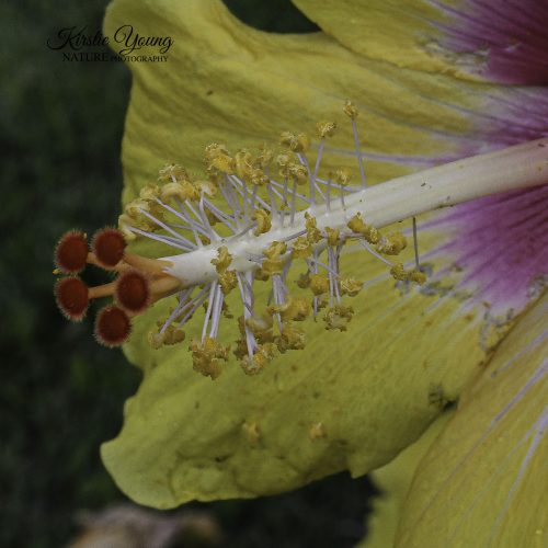 Hibiscus Yellow 1