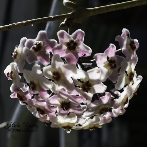 Hoya Flower with Ants