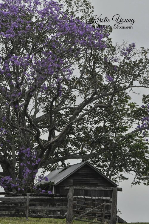 Jacaranda 1
