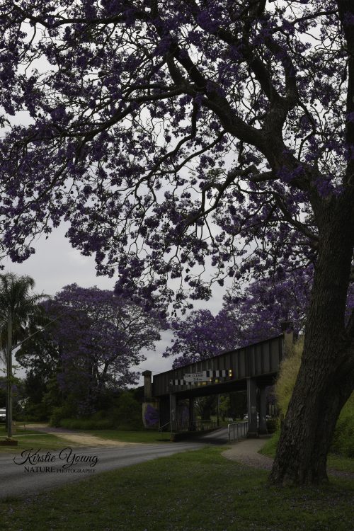 Jacaranda 4
