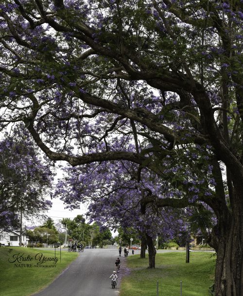 Jacaranda 3