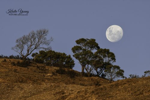 Moonrise Over Gormanston Hill