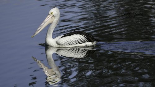 Pelican at O'Shea's Crossing