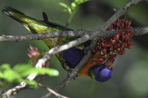 Rainbow Lorikeet 2