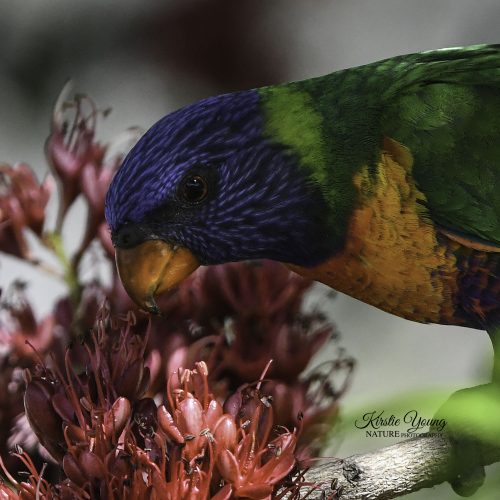 Rainbow Lorikeet 3