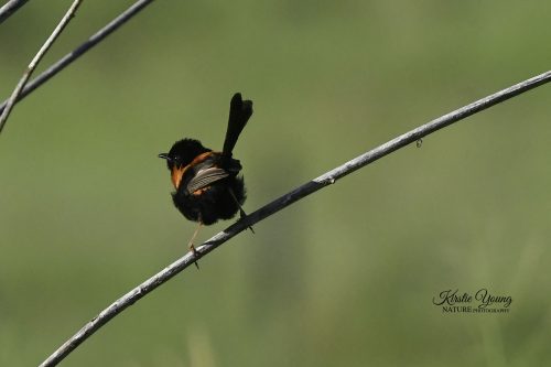 Red-backed Fairy Wren 5
