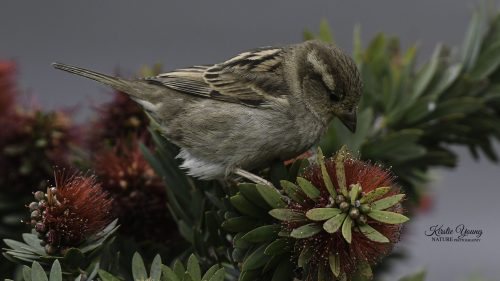 Sparrow in the Bottlebrush 2