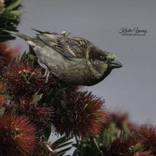 Sparrow in the Bottlebrush 1