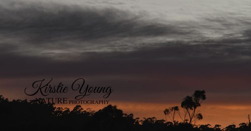 Skies