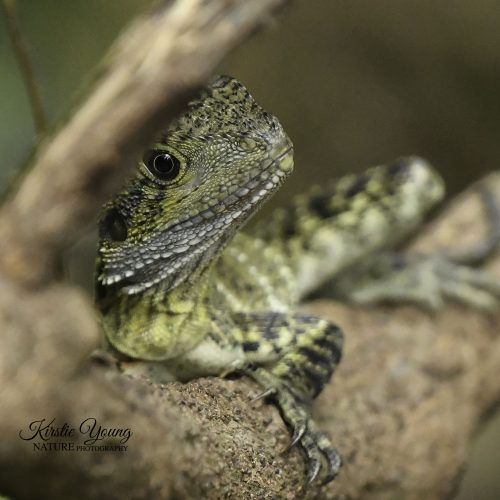 Water Dragon 2