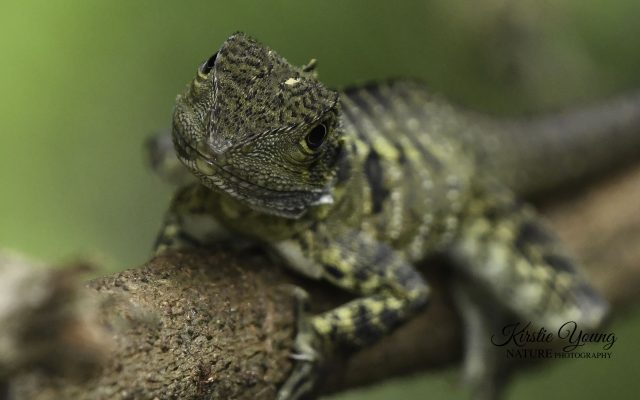 Water Dragon 3