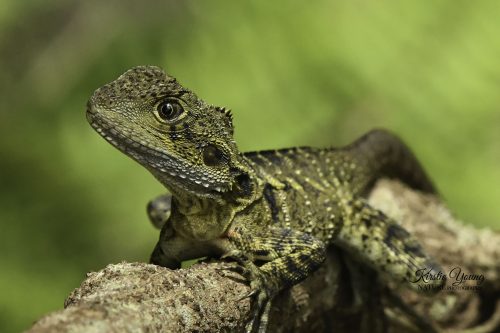 Water Dragon 1