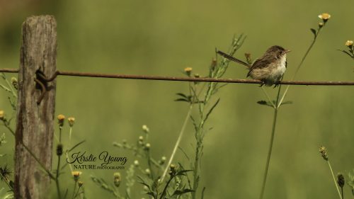 Fairy Wren 2