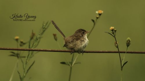 Fairy Wren 3