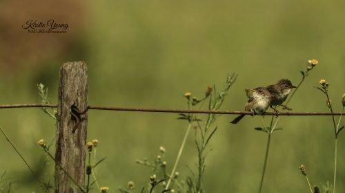 Fairy Wrens 1 (Award Winner)