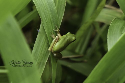 Dwarf Tree Frog