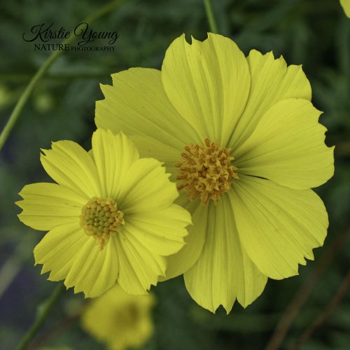 Cosmos