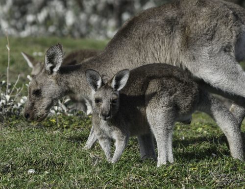 Eastern Grey Kangaroos 3