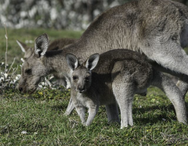 Eastern Grey Kangaroos 3