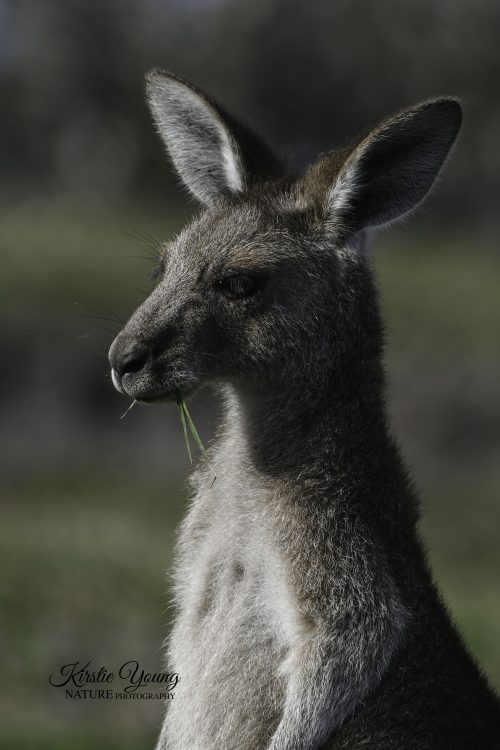 Eastern Grey Kangaroo 2