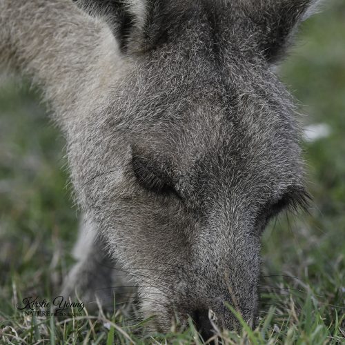 Eastern Grey Kangaroo 1