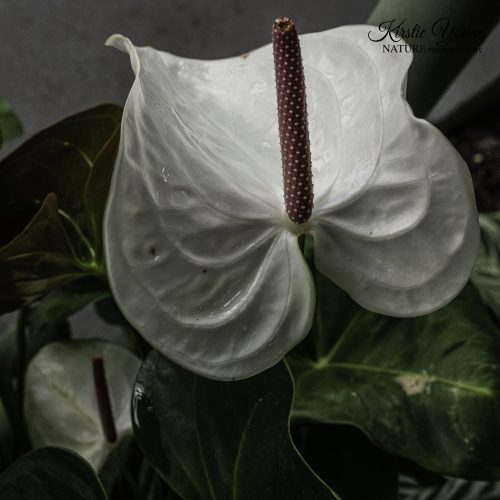 Elephant Ear