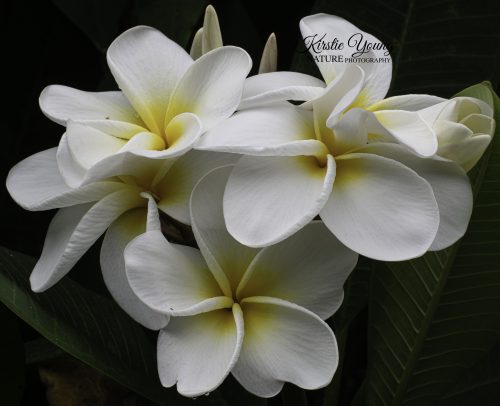 Frangipani - Samoan Fluff 1