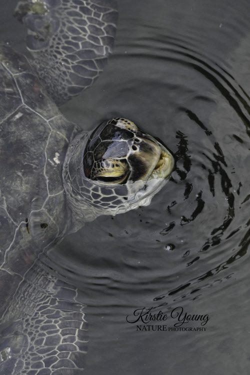 Green Turtle 1