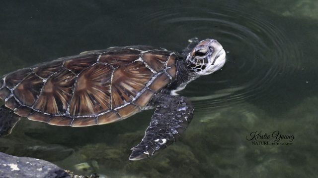 Green Turtle 2