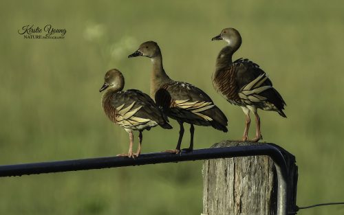Plumed Whistling Ducks