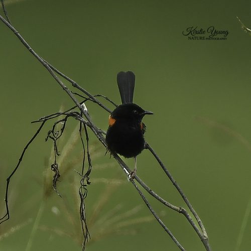Red-backed Fairy Wren 6