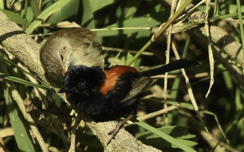 Red-backed Fairy Wrens 1 (Award Winner)