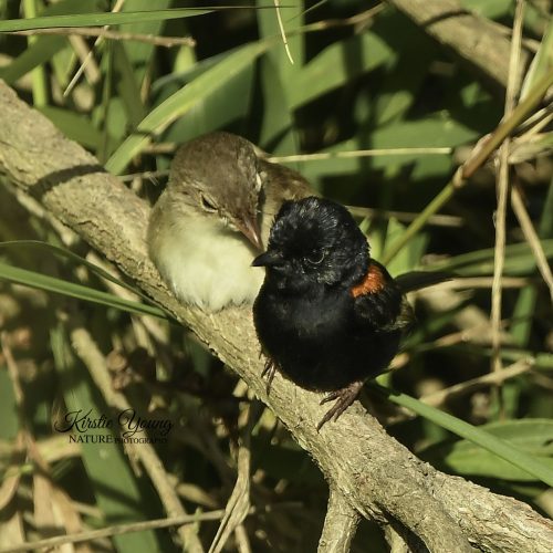 Red-backed Fairy Wrens 3
