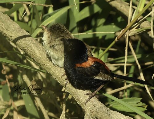 Red-backed Fairy Wrens 4