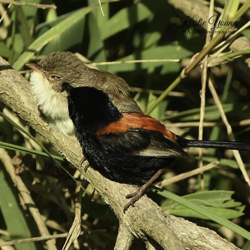 Red-backed Fairy Wren 2