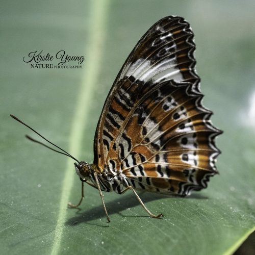 Butterfly 2