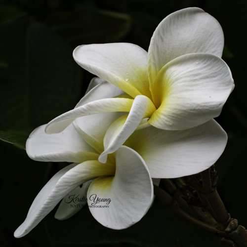 Frangipani - Samoan Fluff 2