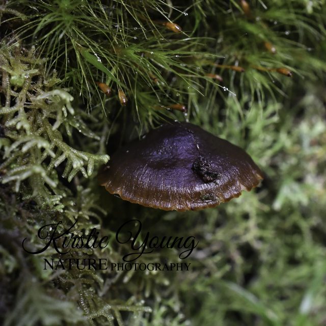 Fungus Brown 2