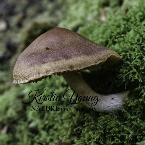 Fungus Brown 1