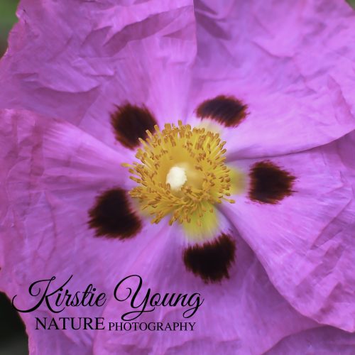 Pink Beauty
